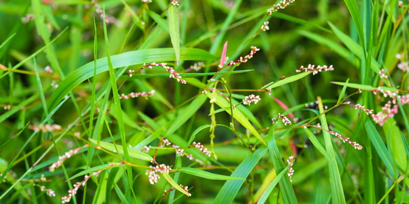 蓼とは「ヤナギタデ」という植物の一種